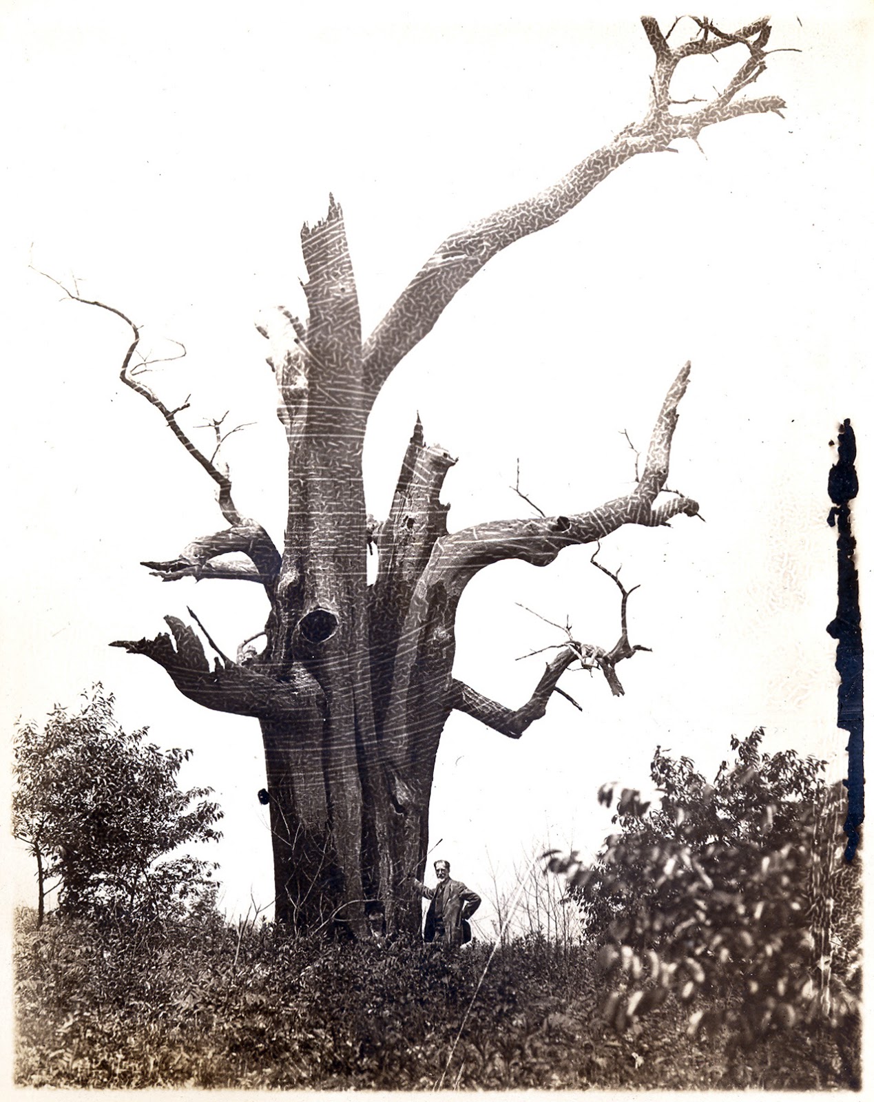 American Chestnut Snag - 1920, Pelham, NY